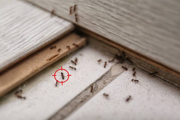 Best Emergency Pest Control  in Hope Valley, RI